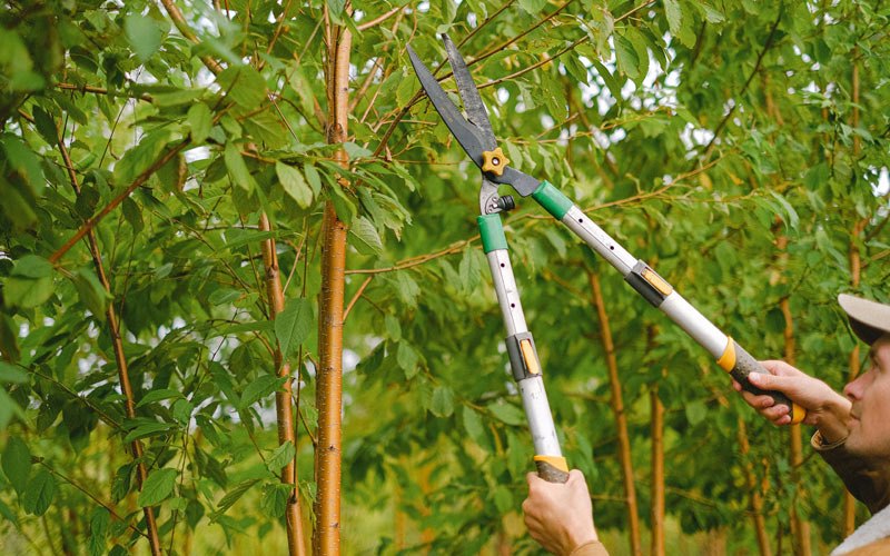 Tree trimming in Herndon, WV