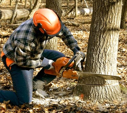 Tree Removal in Herndon, WV